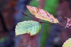 11-13 - dr Herbscht isch bald verby 